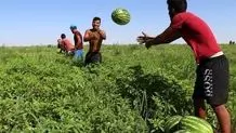 هندوانه بی‌دانه به بازار ایران رسید+ عکس