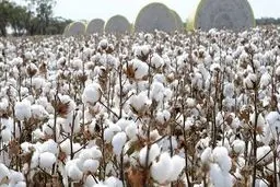 سفیر بنغلادش یطلب استیراد القطن والمنتجات المنجمیة من ایران