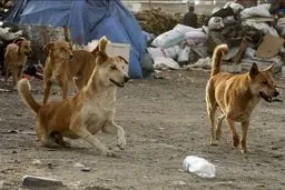 یک سگ تعدادی از شهروندان رشتی را راهی بیمارستان کرد
