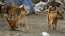 یک سگ تعدادی از شهروندان رشتی را راهی بیمارستان کرد
