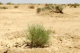 هر کسی آن دِرَوَد عاقبت کار که کِشت

