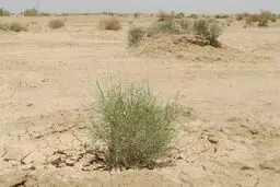 هر کسی آن دِرَوَد عاقبت کار که کِشت

