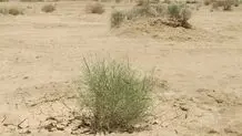 هر کسی آن دِرَوَد عاقبت کار که کِشت

