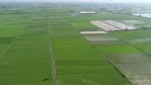 ۱۱ هزار هکتار از مزارع لرستان یکپارچه‌سازی شد

