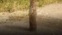 گلوله توپ جنگی در روستای کوییک کشف شد