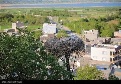 همزیستی لک‌لک‌ها و انسان در روستای دره‌تفی - کردستان
