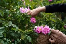 برداشت گل محمدی در روستای اله رودبار بابل