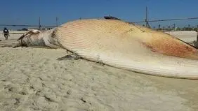 مشاهده لاشه یک قطعه نهنگ عظیم‌الجثه در سواحل شهرستان بندرلنگه 