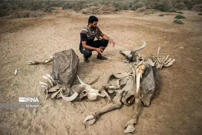 شهر رُفیّع خوزستان در خطر کم آبی. برخی از مردم این شهر به پرورش گاومیش اشتغال دارند و ارتزاقشان در سال‌های اخیر با مشکل مواجه شده