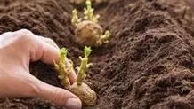 چالش کمبود بذر سیب‌زمینی در کشور