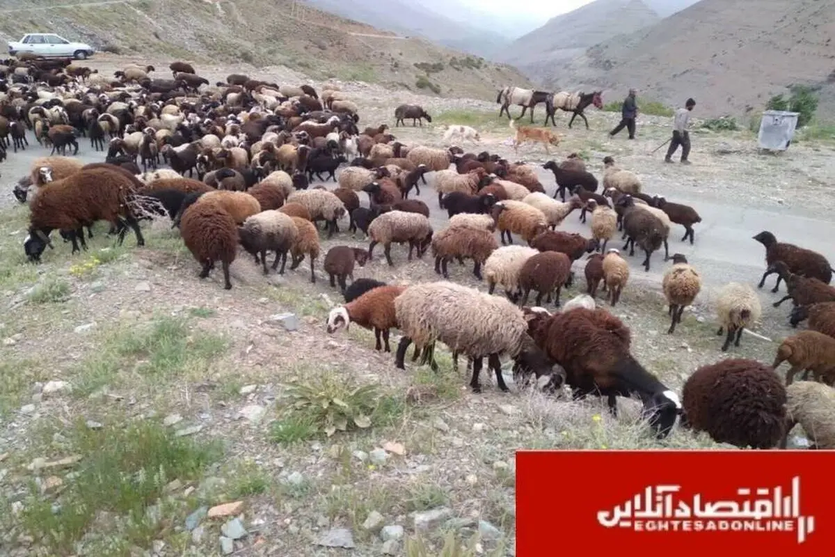 اخراج ۴۰۰ رأس دام غیرمجاز از مراتع ملی کرج