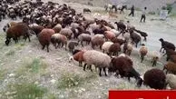 اخراج ۴۰۰ رأس دام غیرمجاز از مراتع ملی کرج
