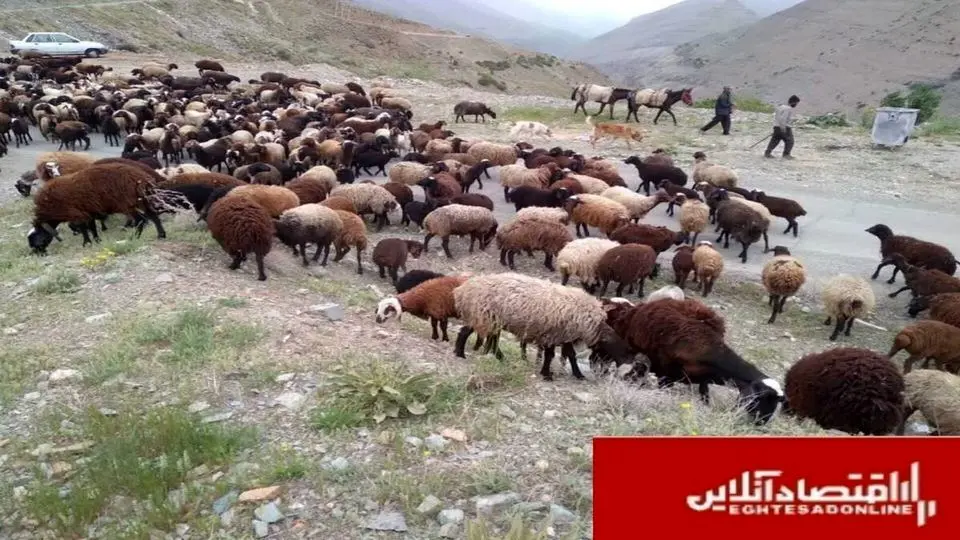 اخراج ۴۰۰ رأس دام غیرمجاز از مراتع ملی کرج