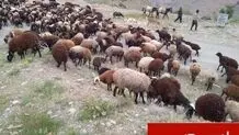 اخراج ۴۰۰ رأس دام غیرمجاز از مراتع ملی کرج