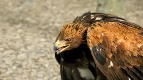 صیاد عقاب طلایی به دام افتاد
