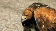 صیاد عقاب طلایی به دام افتاد
