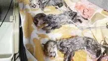 تراژدی برای فرزندان ایران
