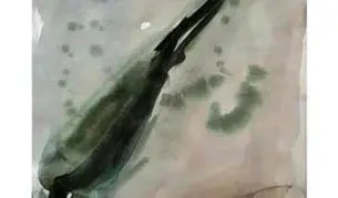 نگاهی به مفاهیم فیگور، فیگوراسیون و فیگوراتیو
