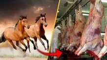 ۲۵۴ کیلو گوشت الاغ و قاطر و اسب در تهران کشف شد / ۴ نفر دستگیر شدند
