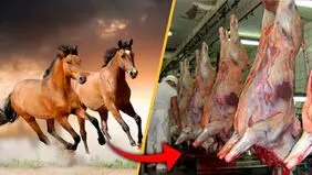 ۲۵۴ کیلو گوشت الاغ و قاطر و اسب در تهران کشف شد / ۴ نفر دستگیر شدند