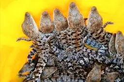 ۷۰ نوزاد گاندو سرشماری شد 
