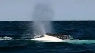 پیدا شدن لاشه نهنگ در آب‌های جزیره کیش

