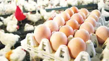 سوگیری عراق برای یکه‌تازی در تولید مرغ و تخم‌مرغ