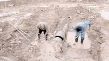 لاشه ۳ گراز وحشی در بیجار کشف شد 