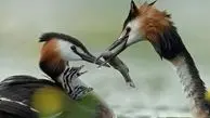 زیبایی‌های طبیعت به روایت عکس