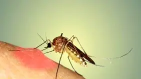 چرا جای نیش پشه ورم می‌کند و چگونه از آن پیشگیری کنیم؟