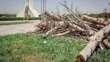 شهرداری درختان میدان آزادی را قطع کرد/ دلیل عجیب یک مسئول + عکس  