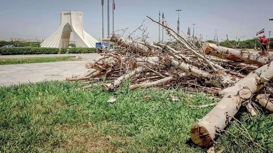 شهرداری درختان میدان آزادی را قطع کرد/ دلیل عجیب یک مسئول + عکس