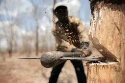 قطع ۲۵۰۰درخت در پارک سرخه‌حصار