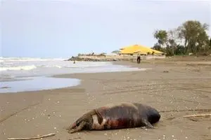 افزایش تلفات فوک خزری/ ۵ لاشه جدید کشف شد