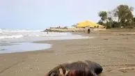 تلفات گسترده فوک‌های دریای مازندران