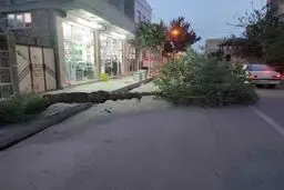 طوفان و تندباد در جویبار 