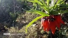 قارچ سمی ۱۹ نفر را مسموم کرد 