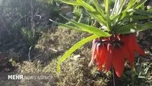 لاله‌های واژگون لرستان