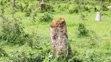 برخورد با  قطع کنندگان درخت