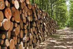 کشف بیش از ۵ تن چوب قاچاق در آستانه اشرفیه
