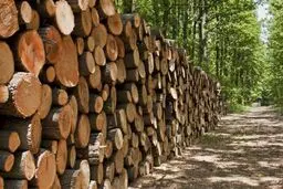 کشف بیش از ۵ تن چوب قاچاق در آستانه اشرفیه
