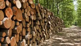 کشف بیش از ۵ تن چوب قاچاق در آستانه اشرفیه
