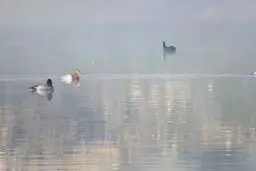 هشدار شیوع یک بیماری خطرناک در  کهگیلویه وبویراحمد