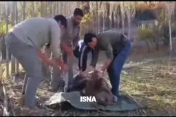 نجات توله خرس قهوه‌ای سه‌ساله در نور +‌ ویدیو