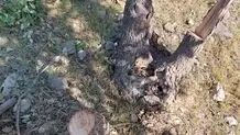 قطع سریالی درختان تهران به میدان آزادی رسید+ عکس
