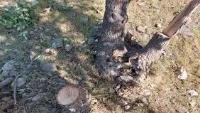 قطع سریالی درختان تهران به میدان آزادی رسید+ عکس