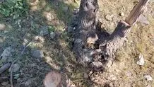 واکنش عضو شورای شهر تهران به خشکی و قطع درختان میدان آزادی
