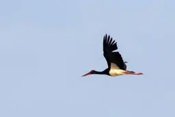 بازگشت امیدآفرین لک لک سیاه به سیستان و بلوچستان+ عکس