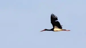 بازگشت امیدآفرین لک لک سیاه به سیستان و بلوچستان+ عکس