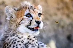 بانک سلولی برای گونه‌های در معرض خطر ایرانی
